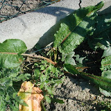 Wiesen-Sauerampfer (Rumex acetosa)