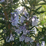 Rosmarin (Rosmarinus officinalis)