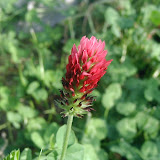 Wiesenklee (Trifolium pratense)