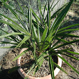Hanfpalme (Trachycarpus fortunei)