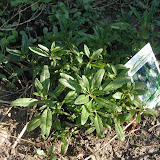 Ysop (Hyssopus officinalis)
