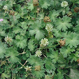 Storchschn&auml;bel (Geranium)
