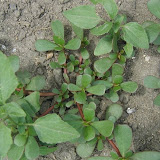 Portulak (Portulaca oleracea)