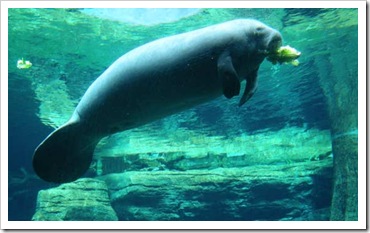 manatee manatee