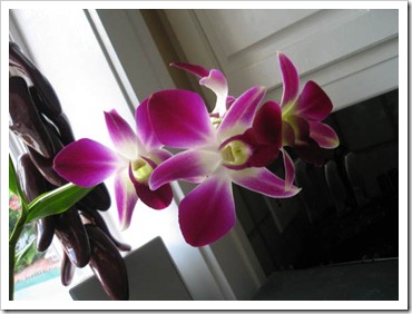 orchid-3