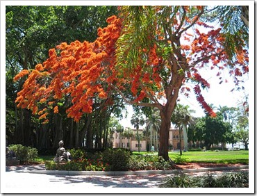 red-tree-ringling