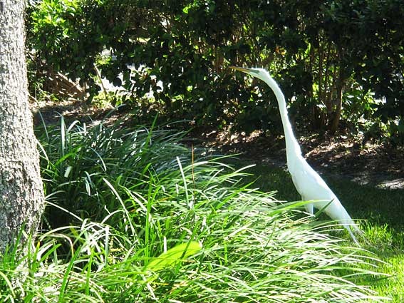 [bird-looking-for-lizzards[4].jpg]