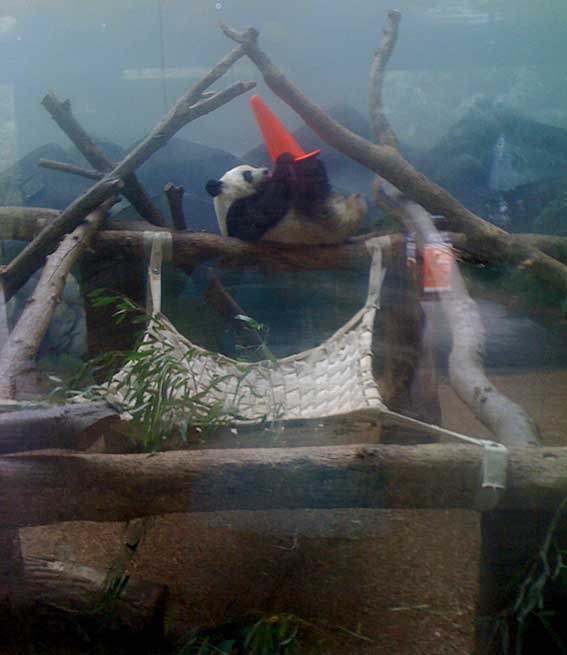[panda-2[4].jpg]
