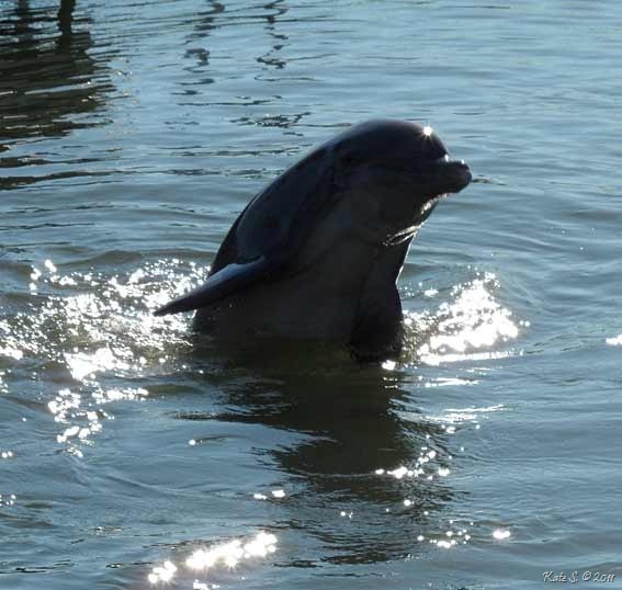 [dolphin-center9.jpg]