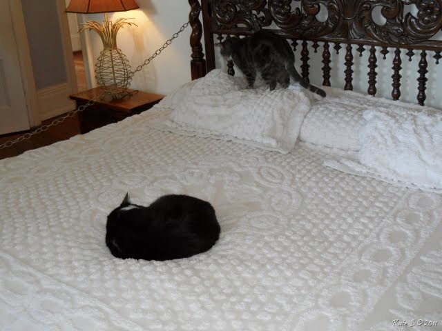 [hemingway cats[11].jpg]