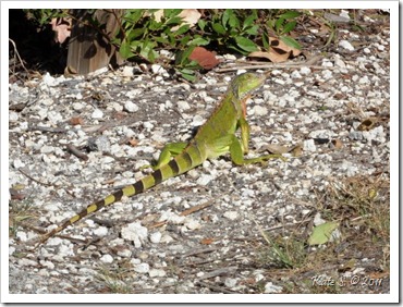 iguana