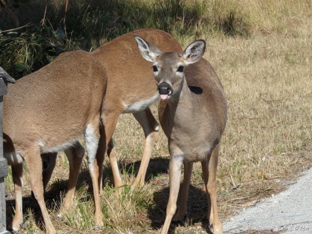 [key deer[12].jpg]