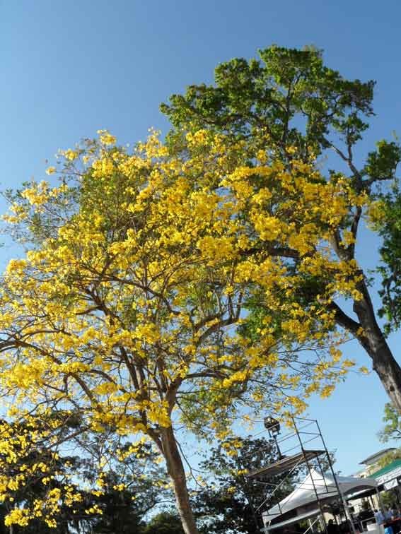 [yellow-tree[4].jpg]