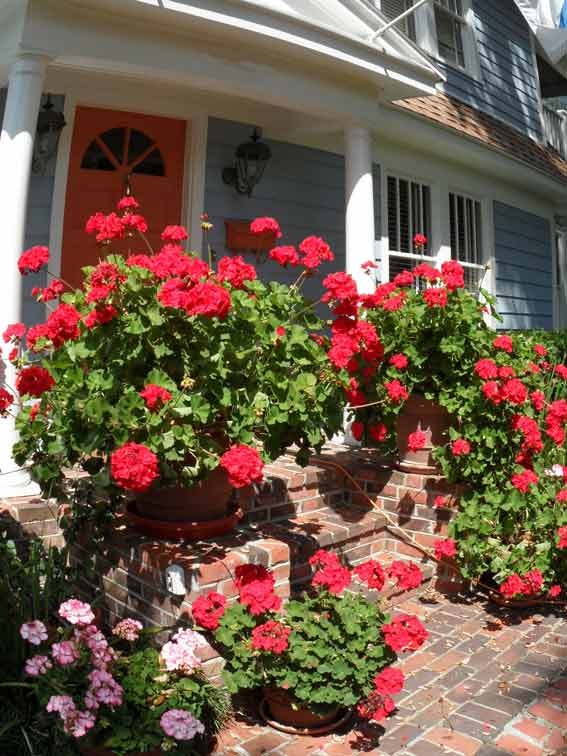 [geraniums-24.jpg]