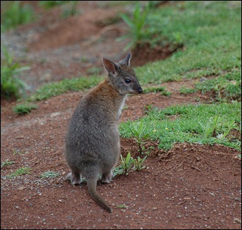 Red-necked Pademelon