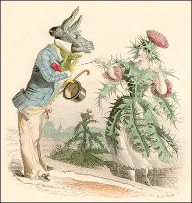 distel distel