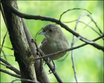 Plain Thornbird