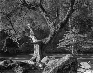 early morning, Merced River