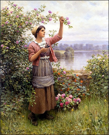 gathering roses