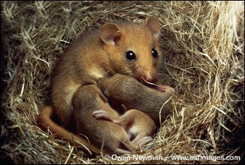 Common-dormouse