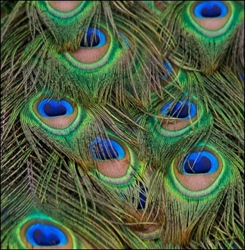 feathers feathers