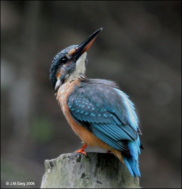 Common Kingfisher