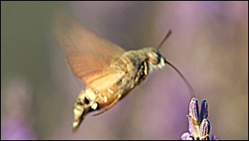 kolibrievlinder