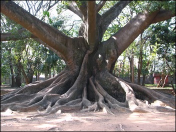 Mammoth Tree