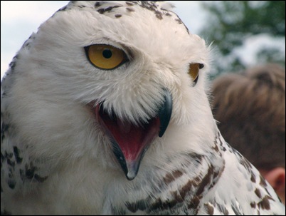 Snow Owl