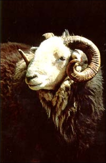 Herdwick Sheep