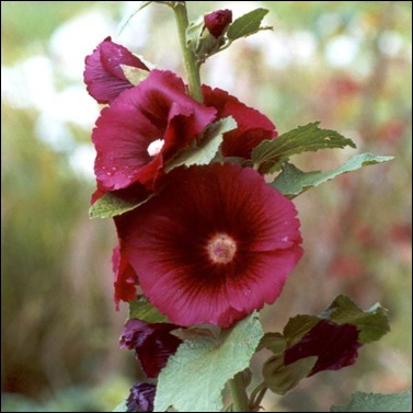 hollyhock