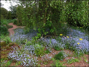 Forget-me-nots