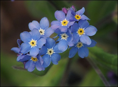 Myosotis_sylvatica,_Bosvergeet-mij-nietje