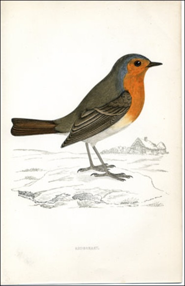 Redbreast 1880 Engraving Redbreast 1880 Engraving