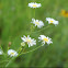 Fleabane