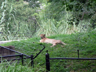 106 cheetah