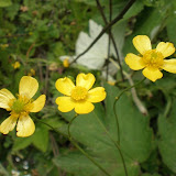 小黄花