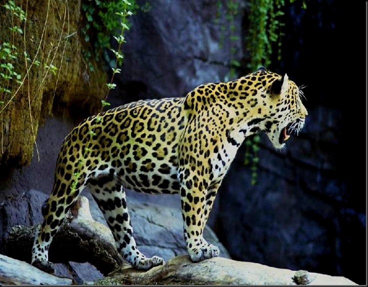 Jaguar