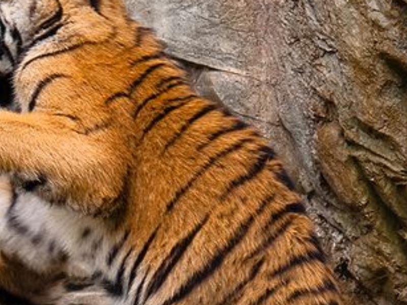 [Malaya Tiger[3].jpg]