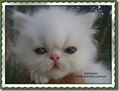 Grimper_Raphael22