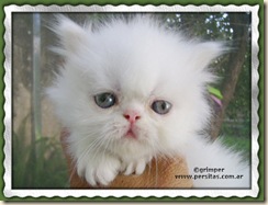 Grimper_Raphael44
