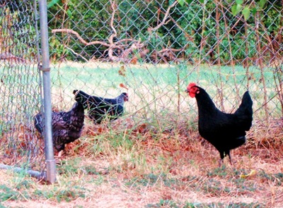 My chickens