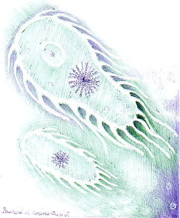 [Bacterii[5].jpg]