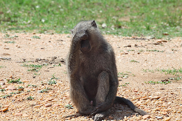 Марчисон Фолс (Murchison Falls) 