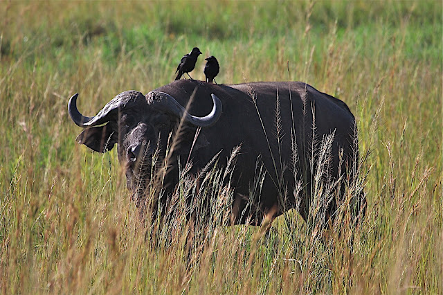 Марчисон Фолс (Murchison Falls) 