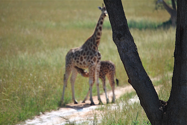 Марчисон Фолс (Murchison Falls) 