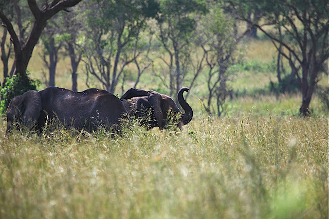Марчисон Фолс (Murchison Falls) 