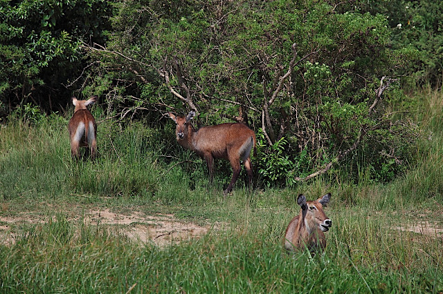 Марчисон Фолс (Murchison Falls) 