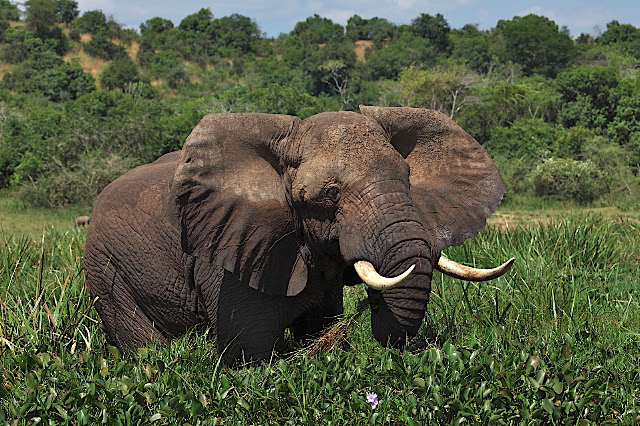 Марчисон Фолс (Murchison Falls) 