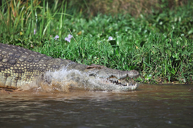 Марчисон Фолс (Murchison Falls) 